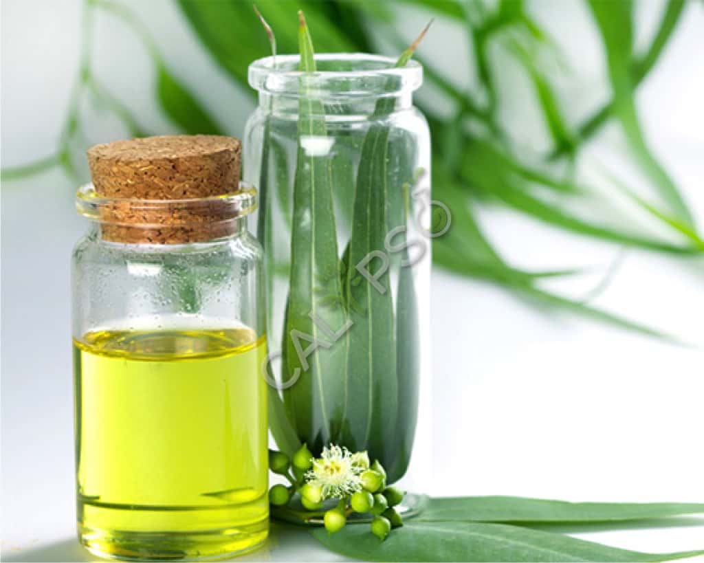 Comprar eucalyptus globulus natural esencial aceite esencial